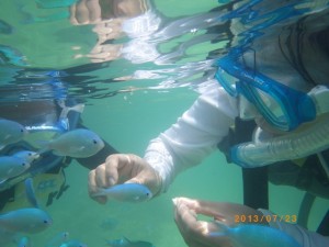 サンゴの森でシュノーケリング