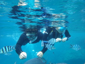 熱帯魚に餌付け