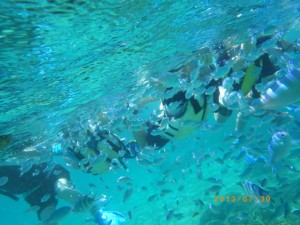 サンゴの森でシュノーケリング