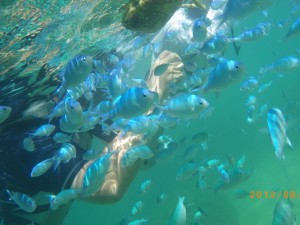 熱帯魚とシュノーケリング