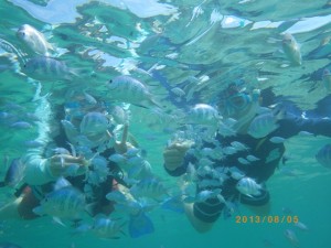 可愛い熱帯魚とシュノーケリング