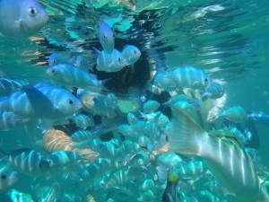 サンゴの森でシュノーケリング♪