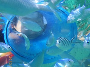 4歳児は箱メガネで～