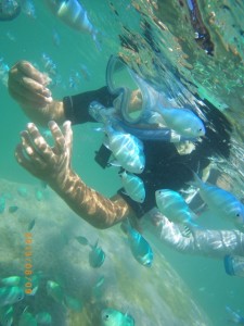 デバスズメダイとシュノーケリング♪