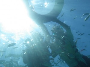 カヤック＆シュノーケリングツアー写真＿海遊倶楽部