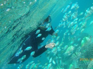 熱帯魚がわらわら～