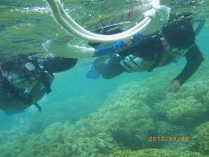 サンゴの森でシュノーケル
