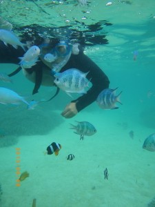 クマノミちゃんとご対面