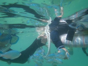 熱帯魚とシュノーケリング_沖縄