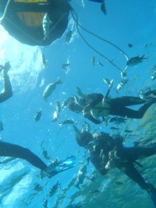 外洋でもたっぷりシュノーケリング♪