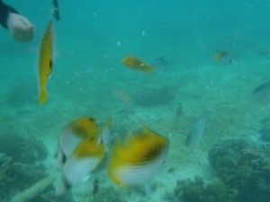 可愛い熱帯魚♪