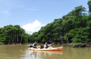 マングローブカヤック沖縄画像＿海遊倶楽部